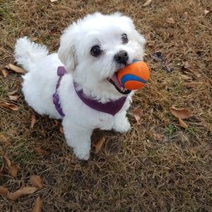 Meet your Posher, Jillisa